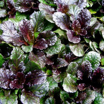 Ajuga_reptans_Black_Scallop