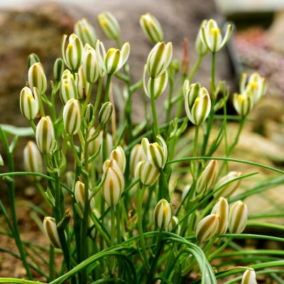 Albuca_longipes