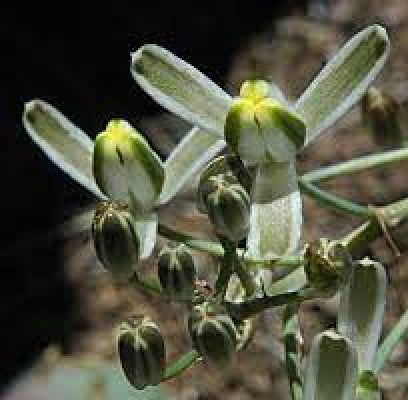 Albuca setosa syn. Albuca pachychlamys