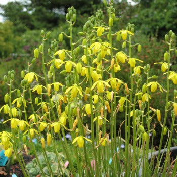Albuca_shawii