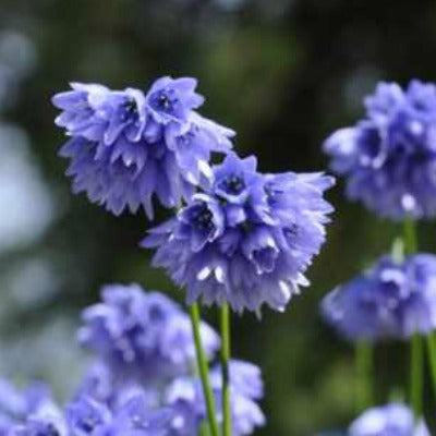 Allium_beesianum