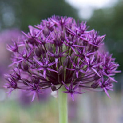 Allium Firmament