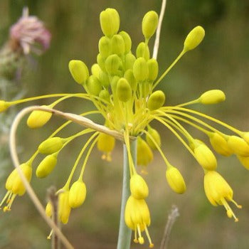 Allium_flavum