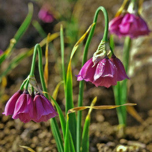 Allium insubricum