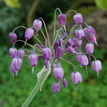 Allium_macranthum