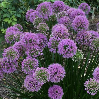 Allium_Millenium