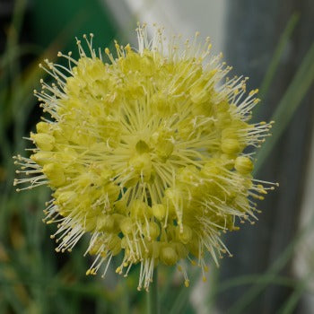 Allium_obliquum