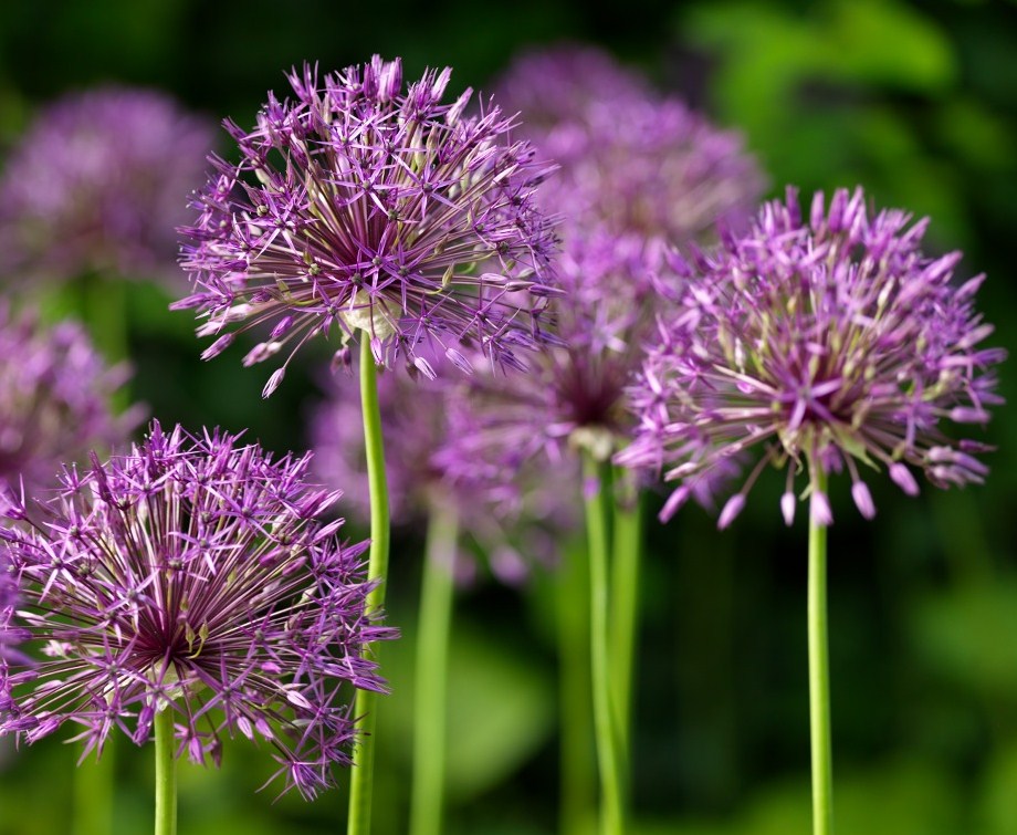 Allium_Purple_Rain