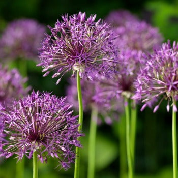 Allium_Purple_Rain