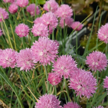 Allium_schoenoprasum_jolly_lolly