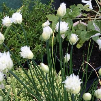Allium_schoenoprasum_silver_chimes