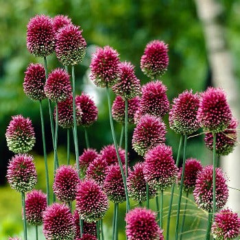 Allium_sphaerocephalum_Purple_Glow