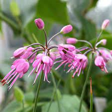 Allium splendens