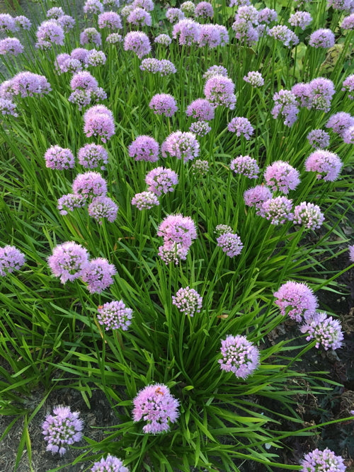 Allium_Summer_Beauty