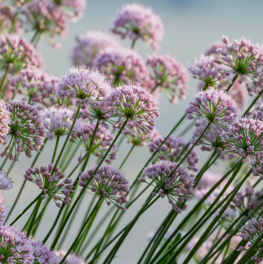 Allium Tiny Dancer