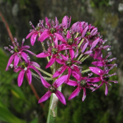 Allium_Walichii