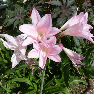 Amarcrinum_memoria_corsii_Howardii