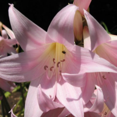 Amaryllis belladonna