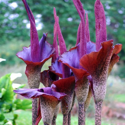 Amorphophallus_rivieri