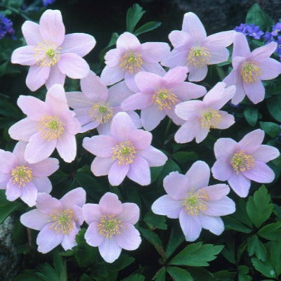 Anemone nemorosa Rosea