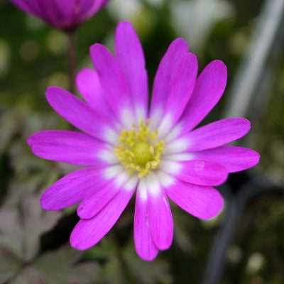 Anemone_blanda_Radar