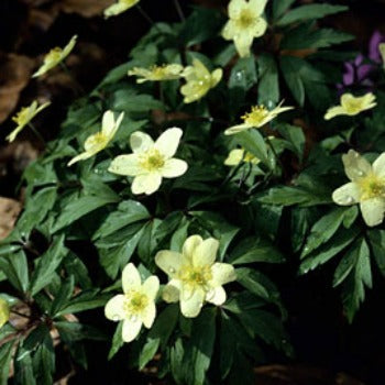 Anemone_x_lipsiensis_pallida