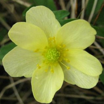 Anemone_x_lipsiensis_pallida