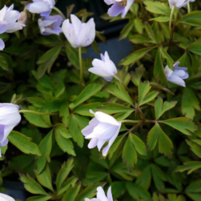 Anemone nemorosa Allenii
