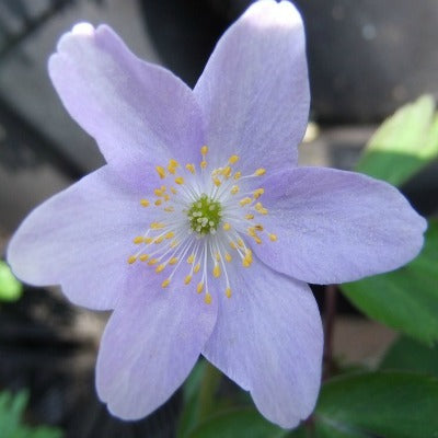 Anemone nemorosa Allenii