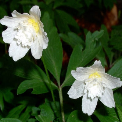 Anemone_nemorosa_flore_pleno