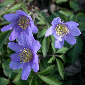 Anemone_nemorosa_Royal_Blue