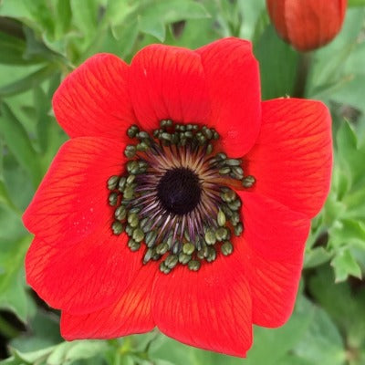 Anemone_pavonina