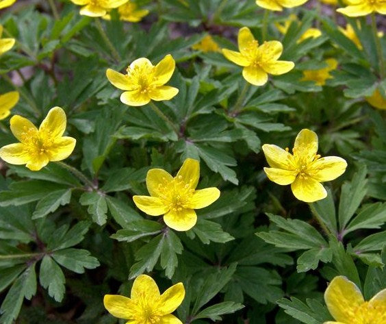 Anemone_ranunculoides