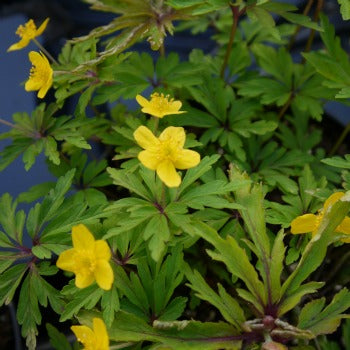 Anemone_ranunculoides