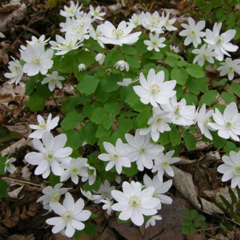 Anemonella_thalictrioides