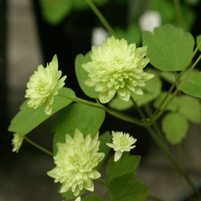 Anemonella_thalictrioides_Betty_Blake