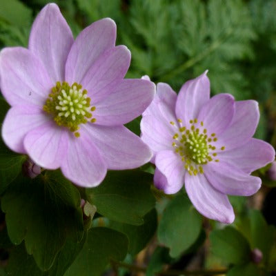 Anemonella_thalictrioides_Dark_Form