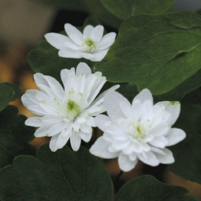 Anemonella_thalictroides_Kikusaki_White