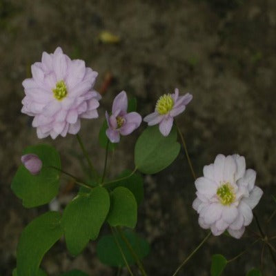 Anemonella_thalictrioides_Kikusaki_Pink