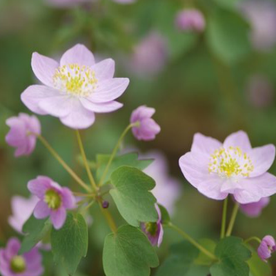 Anemonella_thalictrioides_Tairin