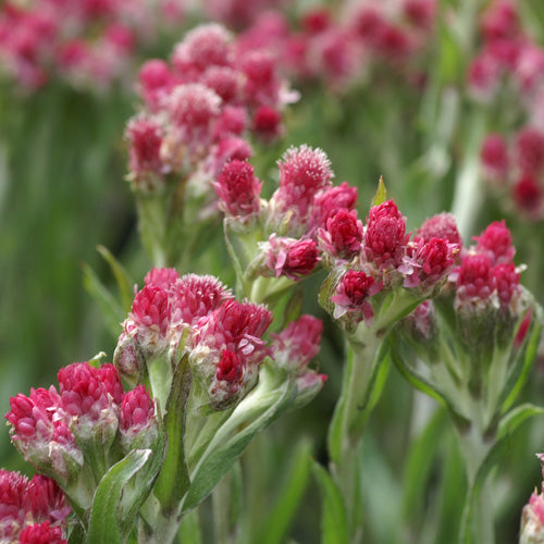 Antennaria dioca Rubra