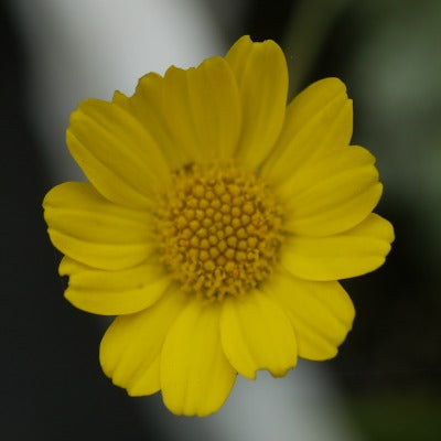 Anthemis_rudolphiana