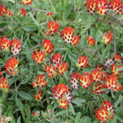 Anthylis_vulneriana_coccinea