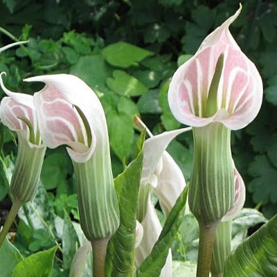 Arisaema_candissimum