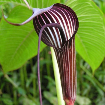 Arisaema_costatum