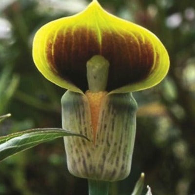 Arisaema_flavum