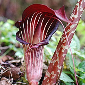Arisaema speciosum_var_magnificum