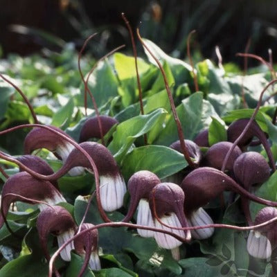 Arisarum_proboscideum.jpg