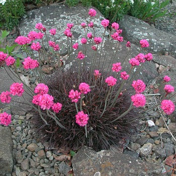 Armeria_rubrifolia