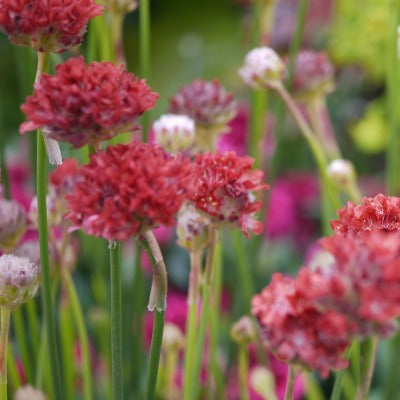 Armeria_corsica